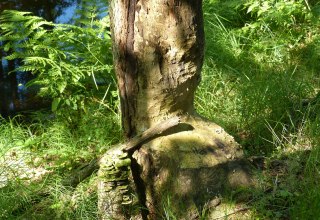 angenagter Baum am Radebach // &copy; Naturpark Sternberger Seenland