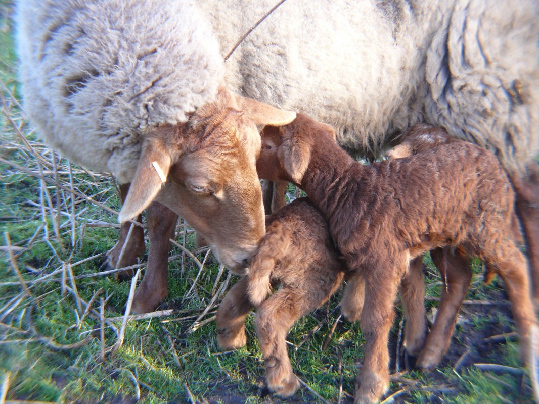 Coburger Fuchsschafe // &copy; Peter Ramsch