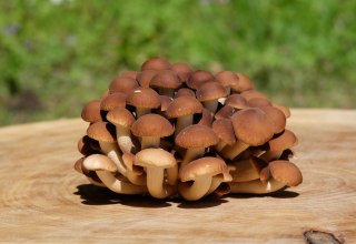 Samthaube // &copy; GGP-Gruppe