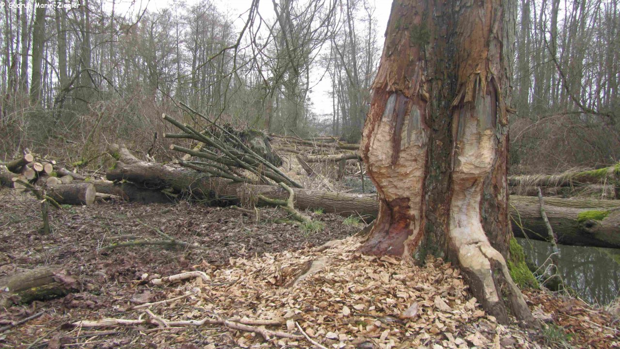 Biberspuren // &copy; Gudrun Marin-Ziegler