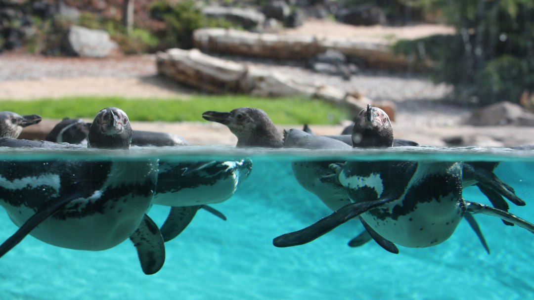 Pinguine im Polarium vom Zoo Rostock, © Zoo Rostock/Braun Pinguine im Polarium vom Zoo Rostock, © Zoo Rostock/Braun