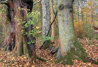 Das verborgene Leben unserer B&auml;ume, &copy; Marin-Ziegler