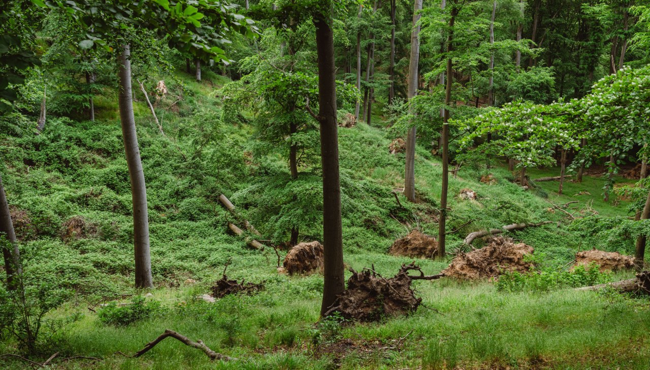 Im Wald auf dem Naturparkweg beim Aussichtspunkt Reiherberg, © TMV/Gross Im Wald auf dem Naturparkweg beim Aussichtspunkt Reiherberg, © TMV/Gross