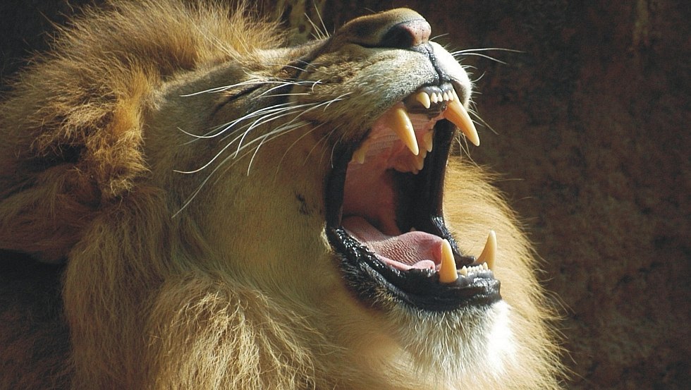 Löwe Pazur im Tierpark Ueckermünde, © Tierpark Ueckermünde Löwe Pazur im Tierpark Ueckermünde, © Tierpark Ueckermünde