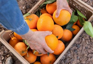 Auch in Europa arbeiten hunderttausende Migrant*innen unter prek&auml;ren Bedingungen auf Obstplantagen. Dies zeigt die Kurzdokumentation am 9. Mai im Weltladen Schwerin. // &copy; freepik