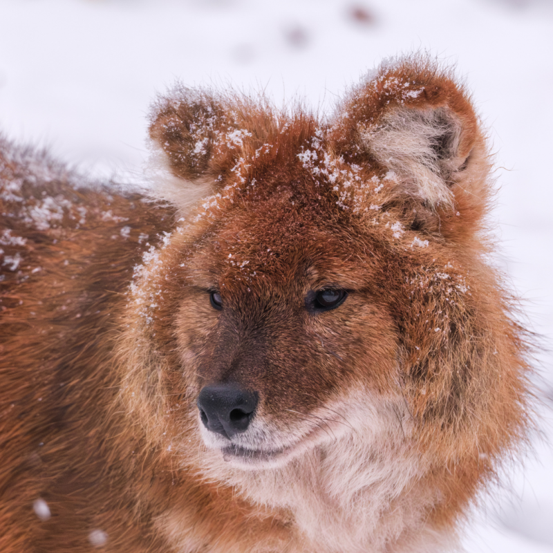 Wintersafari im Zoo Schwerin. Lernt den Zoo und seine Bewohner nach regul&auml;rer Schlie&szlig;zeit bei einer exklusiven Wintersafari kennen. // &copy; Zoo Schwerin
