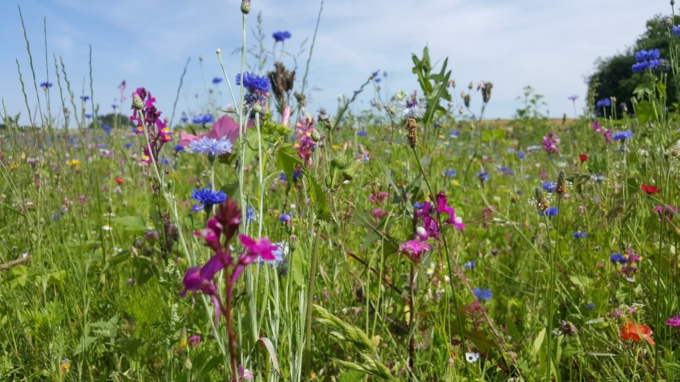 Wilde Blumenwiese am Wandelweg Sietow // © MV-T/UB Wilde Blumenwiese am Wandelweg Sietow // © MV-T/UB