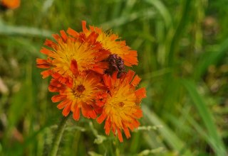 Abb. 4: Das Orangefarbene Habichtskraut (Hieracium aurantiacum) ist bei uns ein Neophyt, der häufig aus Gärten verwildert. // © U. Jueg Abb. 4: Das Orangefarbene Habichtskraut (Hieracium aurantiacum) ist bei uns ein Neophyt, der häufig aus Gärten verwildert. // © U. Jueg