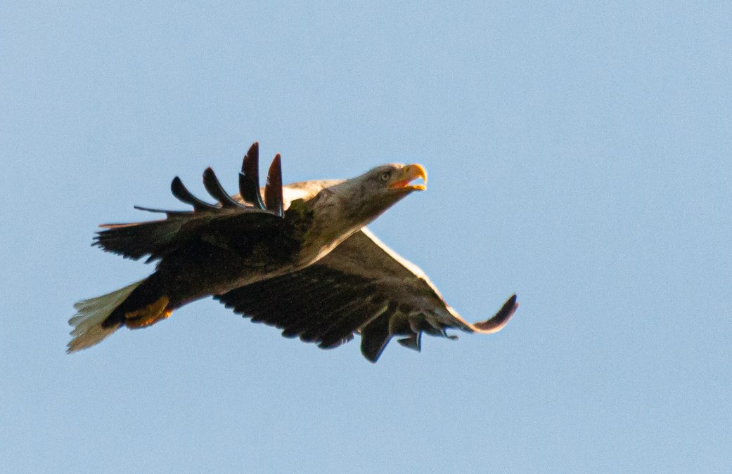 Sei-Gast-2026_Fahrgastschifffahrt-Lademann-Mos_Wolgast_C_Julia-Rizakowitz, © Julia Rizakowitz Sei-Gast-2026_Fahrgastschifffahrt-Lademann-Mos_Wolgast_C_Julia-Rizakowitz, © Julia Rizakowitz