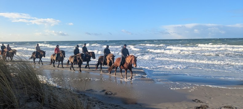 Reiten am Ostseestrand // &copy; Islandpferdehof Fischland
