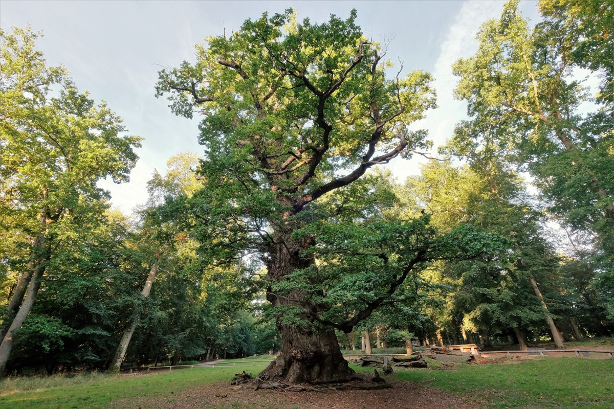 Methusalem-Eiche im Nationalen Naturmonument Ivenacker Eichen // &copy; Sebastian Haerter