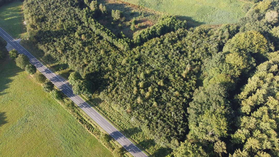 Klimawald Bützow, © Landesforst MV Klimawald Bützow, © Landesforst MV