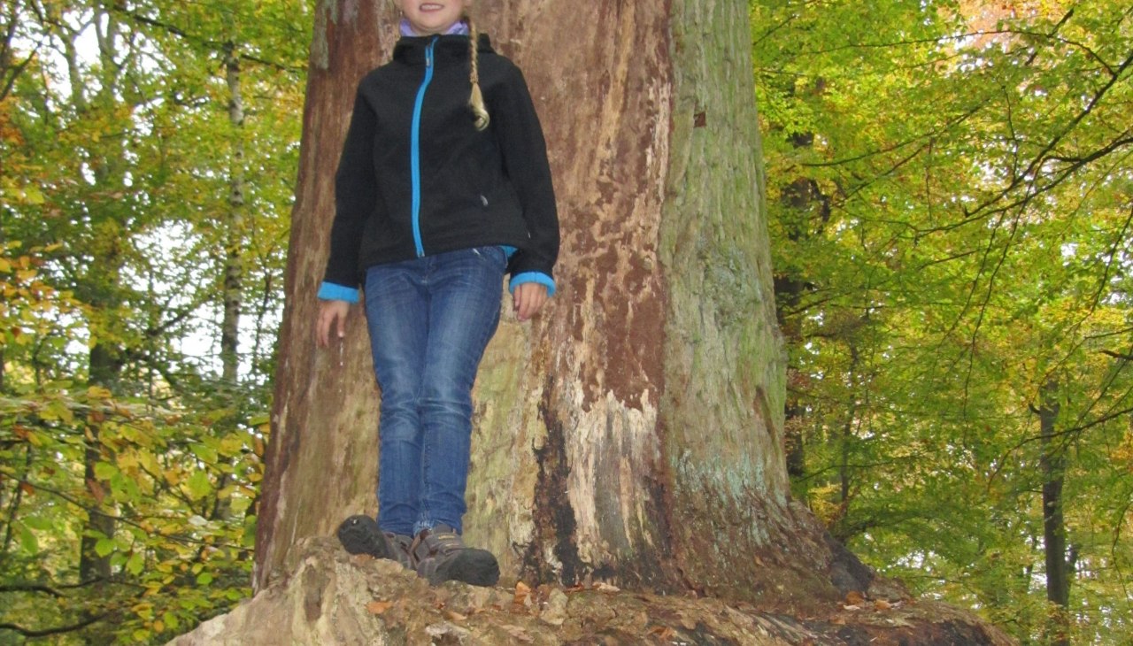 Klumpfusseiche, © Jana Koch Klumpfusseiche, © Jana Koch