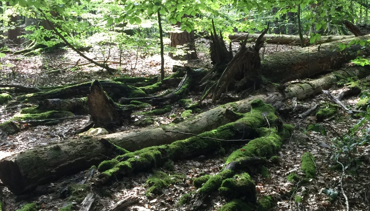 im UNESCO-Welterbe Alte Buchenw&auml;lderr, &copy; Otto Woit