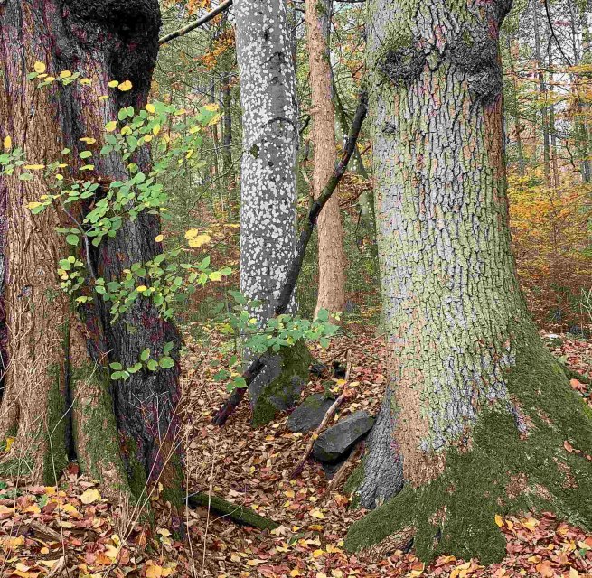 Das verborgene Leben unserer B&auml;ume, &copy; Marin-Ziegler