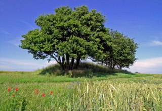 © Archäo Tour Rügen © Archäo Tour Rügen