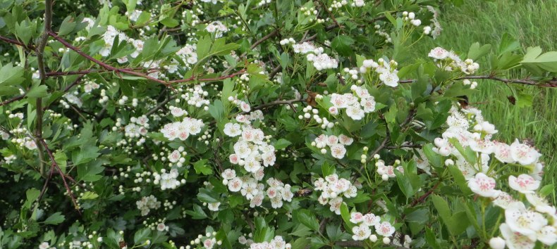 © Kurverwaltung Mönchgut © Kurverwaltung Mönchgut