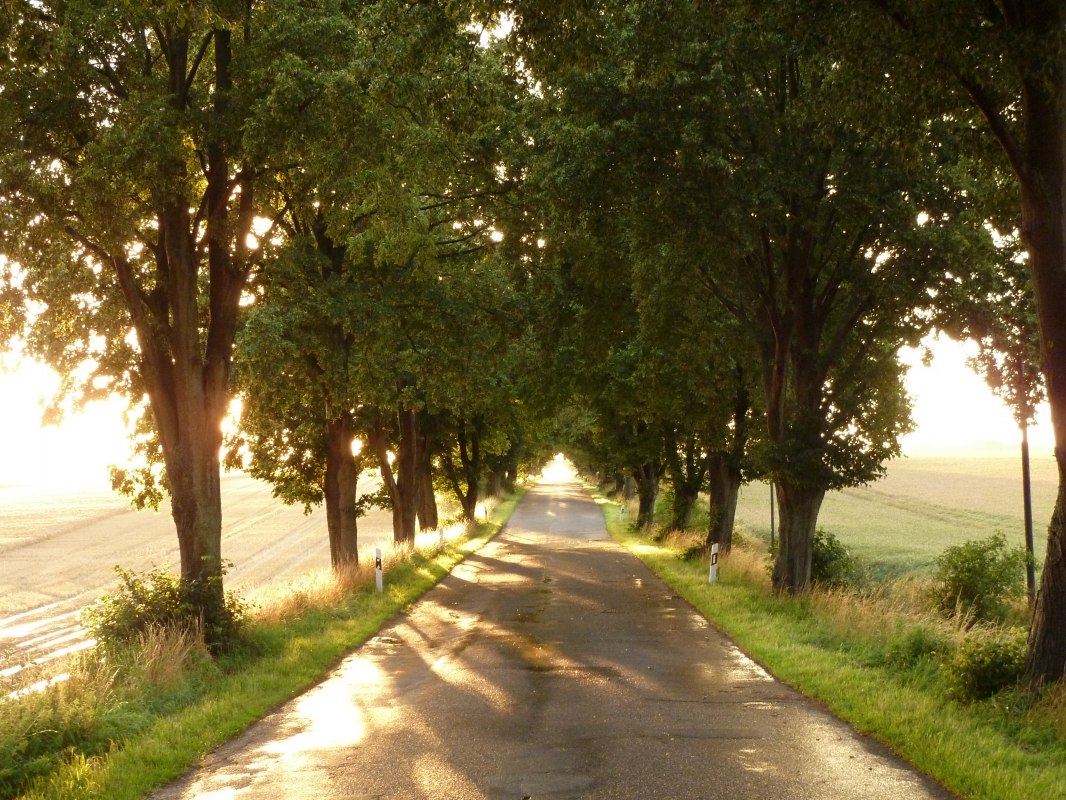 Avenue in het zonlicht // &copy; Gutshaus Pohnstorf GbR
