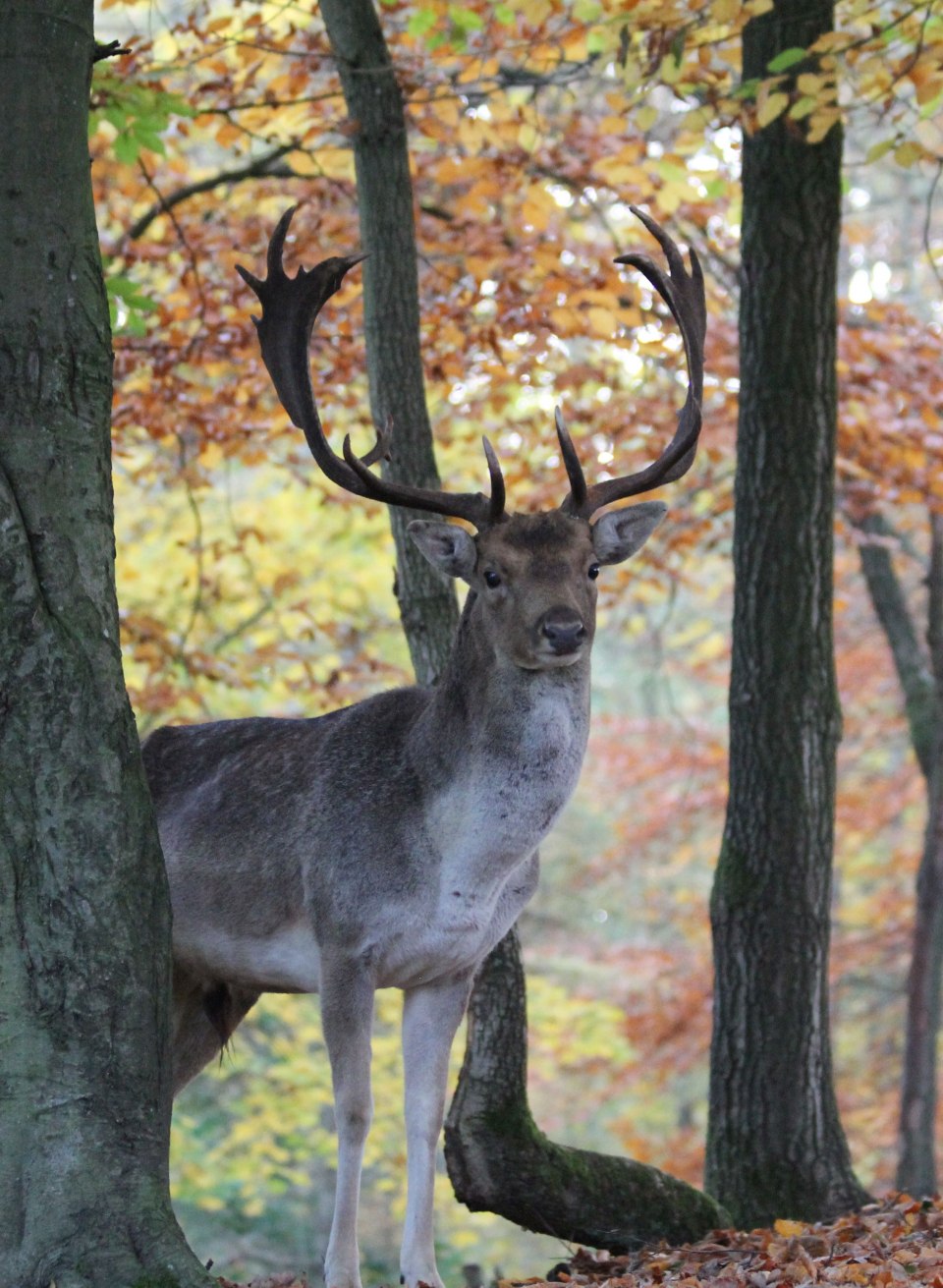 Ein pr&auml;chtiger Damhirsch steht aufmerksam im herbstlich gef&auml;rbten Wald des Wildparks MV. Das leuchtende Laub und die ruhige Atmosph&auml;re des Wildgeheges bieten die perfekte Kulisse, um die majest&auml;tischen Tiere in ihrer nat&uuml;rlichen Umgebung zu beobachten.