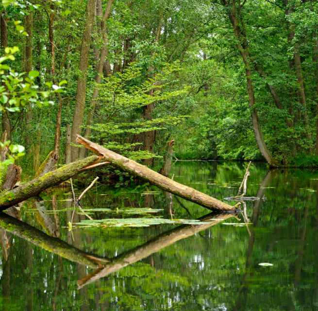 © Stadt Neustrelitz © Stadt Neustrelitz