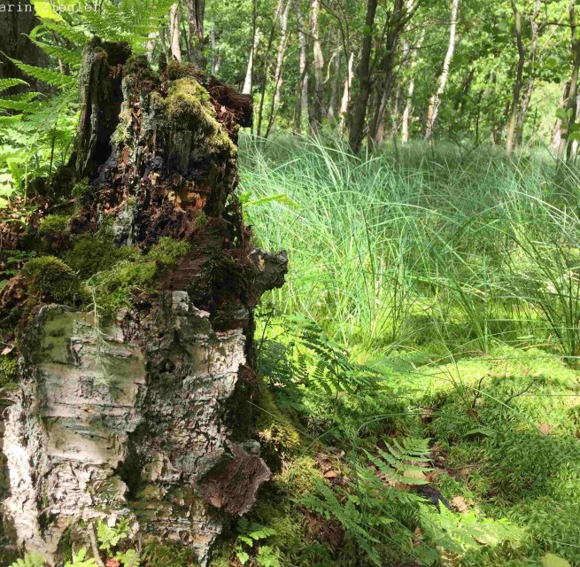 Im Schwing-Moor, &copy; np-msk