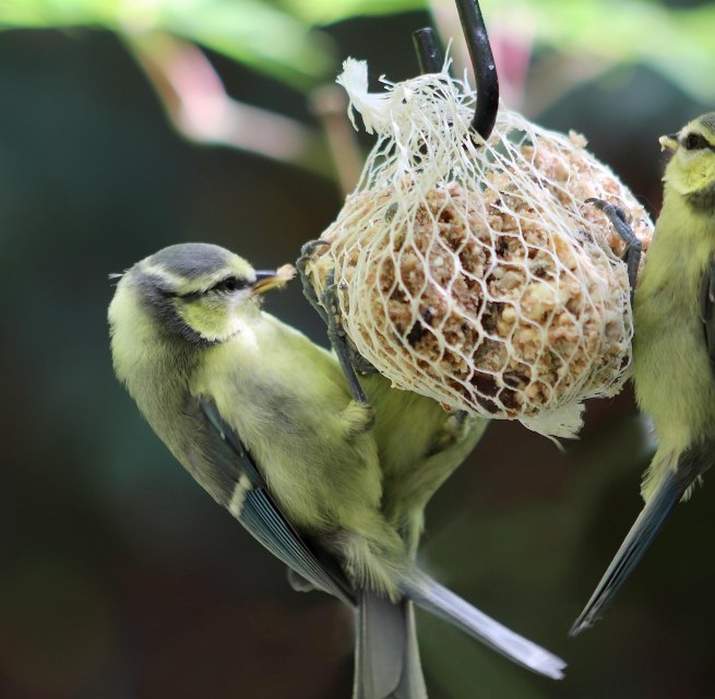 © Meisenknödel.jpg © Meisenknödel.jpg