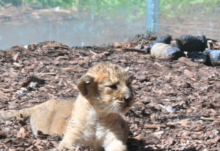© Zoo Schwerin © Zoo Schwerin