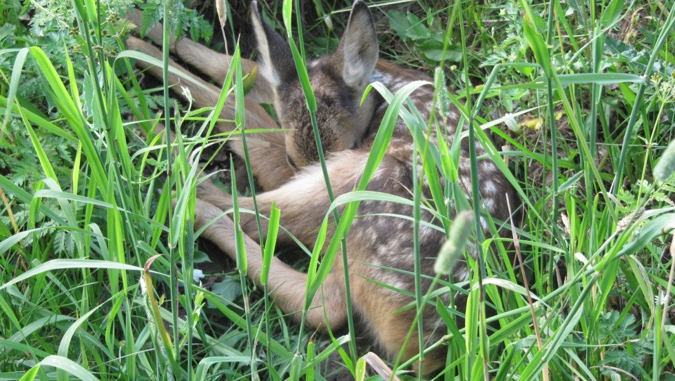 Sichtung eines Rehkitzes bei einer Wanderung durch das Biosph&auml;renreservat Schaalsee, &copy; Schaalsee-Ferien im alten Landhaus/Wahlig