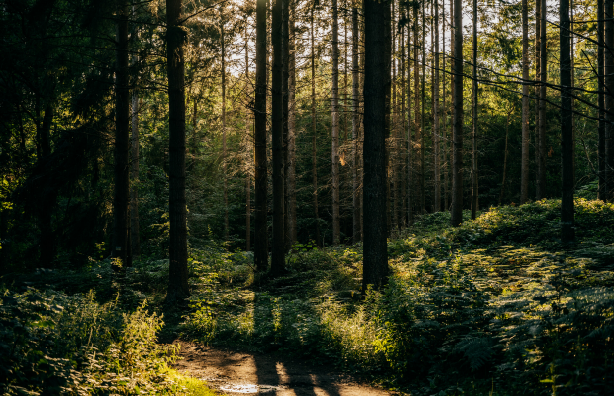 © Binzer Bucht Tourismus © Binzer Bucht Tourismus