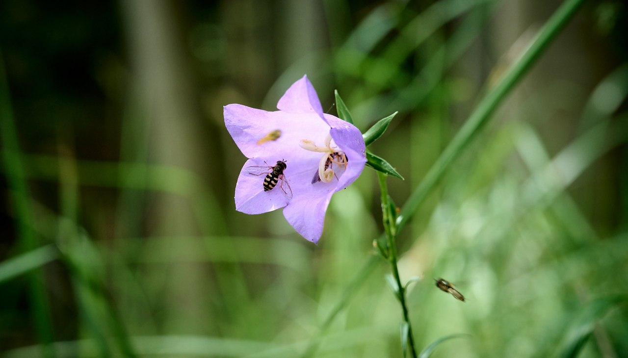 20230704-Kräuterwanderung-198-Foto-Burwitz-Pocha, &copy; Burwitz