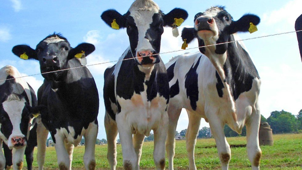 Die 1.000 fleißigen Milchkühe produzieren bis zu zehn Millionen Kg Milch pro Jahr // © AGP Lübesse Die 1.000 fleißigen Milchkühe produzieren bis zu zehn Millionen Kg Milch pro Jahr // © AGP Lübesse