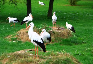 Begehbare Wei&szlig;storch-Anlage im Vogelpark Marlow, &copy; Vogelpark Marlow