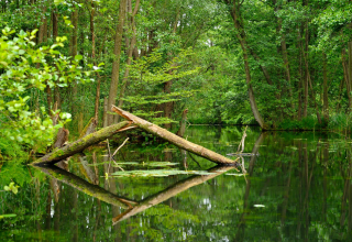 © Stadt Neustrelitz