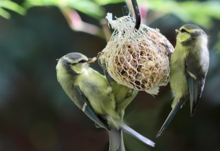 © Meisenknödel.jpg © Meisenknödel.jpg