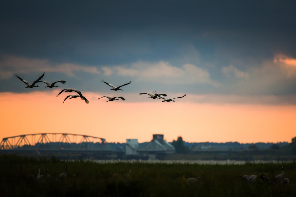 kraniche-vor-der-meiningenbruecke, © Arndt Gläser kraniche-vor-der-meiningenbruecke, © Arndt Gläser