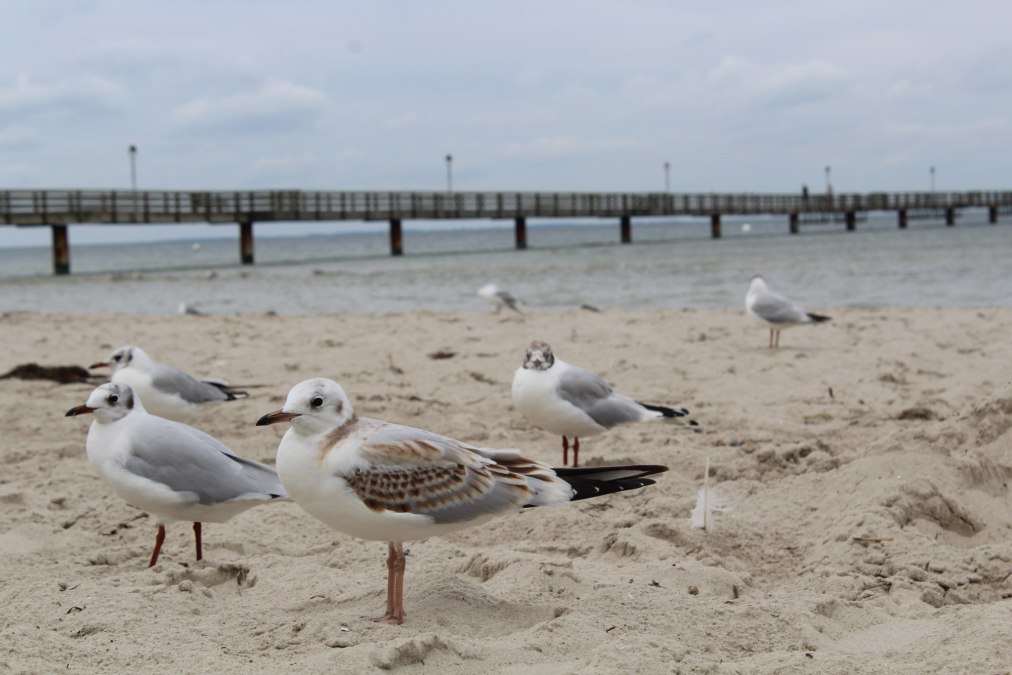 M&ouml;wen im Wind am Strand vom Seebad Lubmin, &copy; TVV-Bock