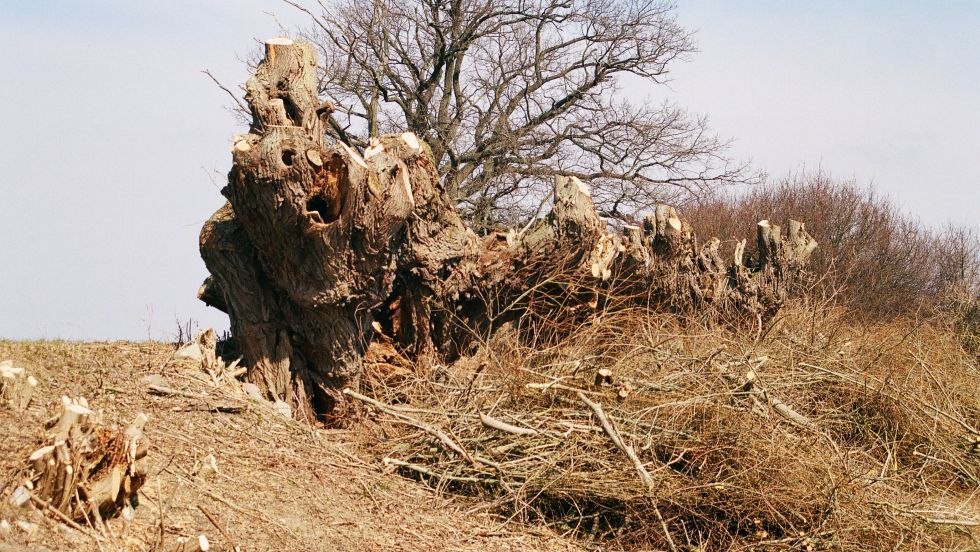 © Uwe Kurzbein © Uwe Kurzbein
