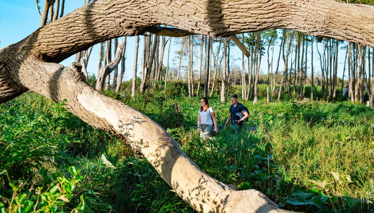 Unterwegs im Küstenwald, © TMV/Tiemann Unterwegs im Küstenwald, © TMV/Tiemann