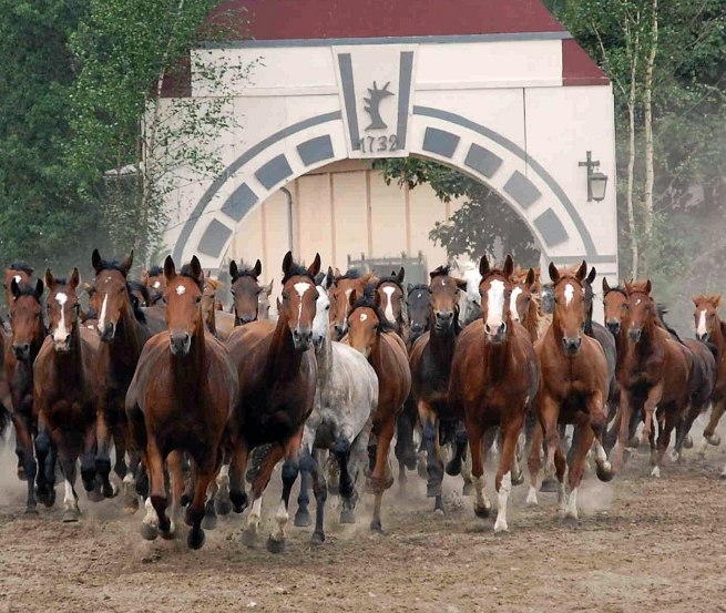 Ganschower Stutenparade, © Gestüt Ganschow Ganschower Stutenparade, © Gestüt Ganschow
