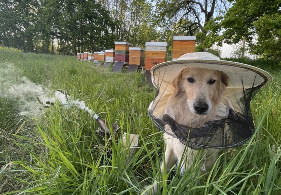 Bienen am Raps - jeder wird gebraucht, © Peter Wittenberg
