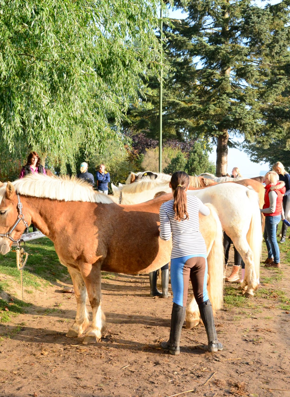 Ponystriegeln in Barth für einen Reitausflug