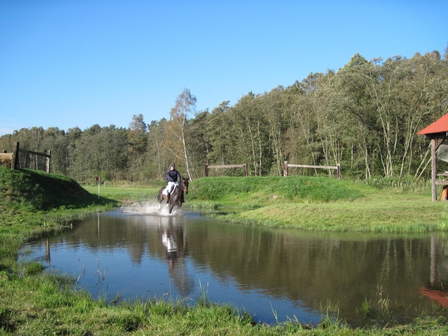 Consulant im Wasser, © Trakehnerhof Valluhn Consulant im Wasser, © Trakehnerhof Valluhn