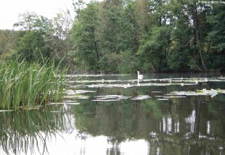 In den Torfstichen bei Malchin // © Marin-Ziegler In den Torfstichen bei Malchin // © Marin-Ziegler