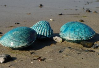 &copy; Astrid Rohmer