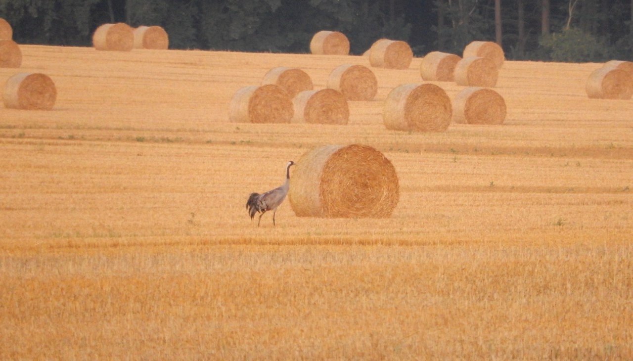 Rundbus Plauer See, © Rundbus Plauer See Rundbus Plauer See, © Rundbus Plauer See