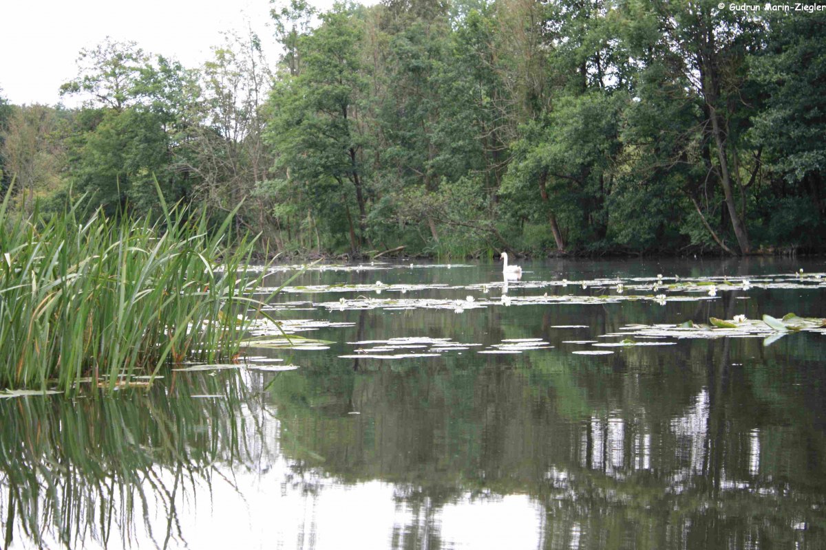 In den Torfstichen bei Malchin // &copy; Marin-Ziegler