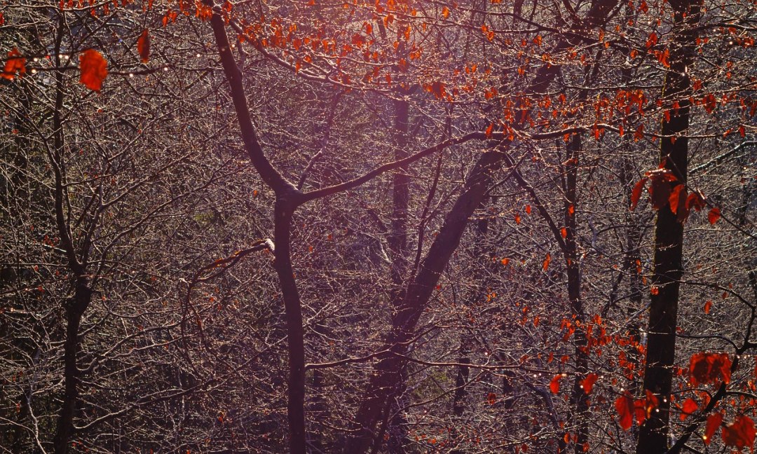 forest-7021290_1280, &copy; picabay