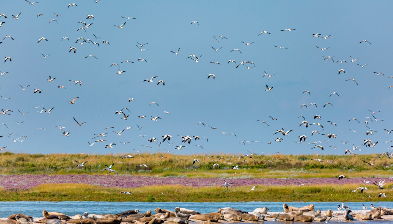 Zeehonden op een zandbank, © Martin Stock Zeehonden op een zandbank, © Martin Stock