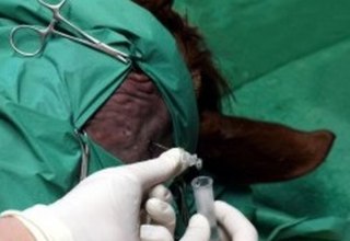 Tierklinik Alt-Sammit - Neurologie, © Tierklinik Alt-Sammit