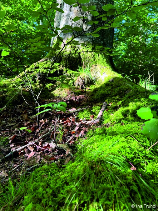 Tu dir gut : Waldbaden, &copy; Mitarbeiter3